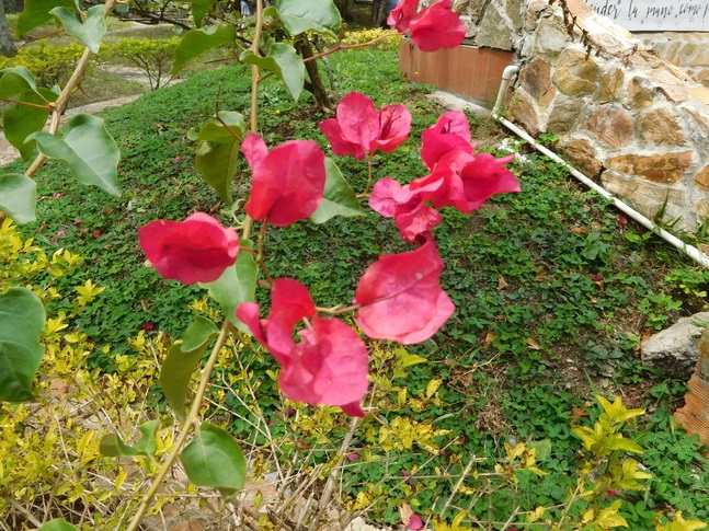 imagen nueva